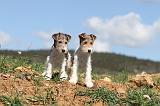 FOX TERRIER 127